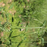 Leonotis nepetifolia (L.) R.Br.